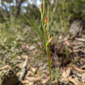 Speculantha rubescens at Banks, ACT - 27 Feb 2022