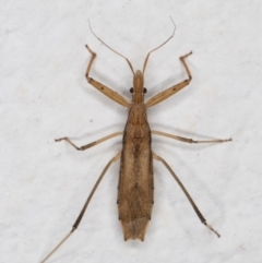 Sastrapada australica (An assassin bug) at Melba, ACT - 2 Jan 2022 by kasiaaus