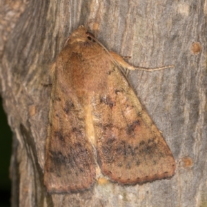 Helicoverpa (genus) at Melba, ACT - 2 Jan 2022 11:06 PM