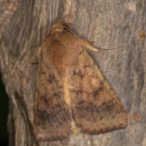 Helicoverpa (genus) at Melba, ACT - 2 Jan 2022