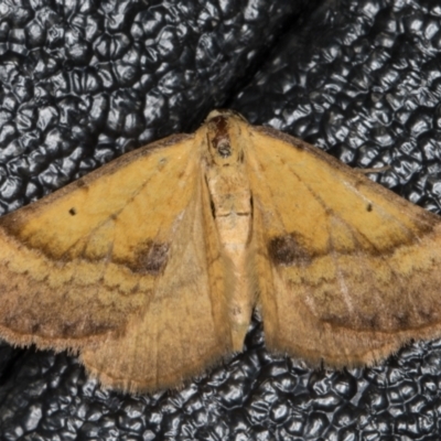 Anachloris subochraria (Golden Grass Carpet (Ennominae)) at Melba, ACT - 2 Jan 2022 by kasiaaus