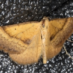 Anachloris subochraria at Melba, ACT - 2 Jan 2022 11:09 PM