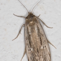 Oecophoridae (family) (Unidentified Oecophorid concealer moth) at Melba, ACT - 2 Jan 2022 by kasiaaus