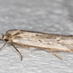 Oecophoridae (family) at Melba, ACT - 2 Jan 2022 11:11 PM