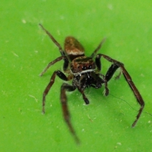 Opisthoncus grassator at Yass River, NSW - 27 Feb 2022 08:34 PM