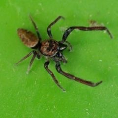 Opisthoncus grassator at Yass River, NSW - 27 Feb 2022