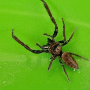 Opisthoncus grassator at Yass River, NSW - 27 Feb 2022