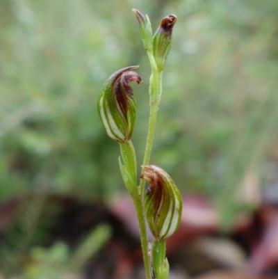 Speculantha furva (Swarthy Tiny Greenhood) at Sassafras, NSW - 25 Feb 2022 by RobG1