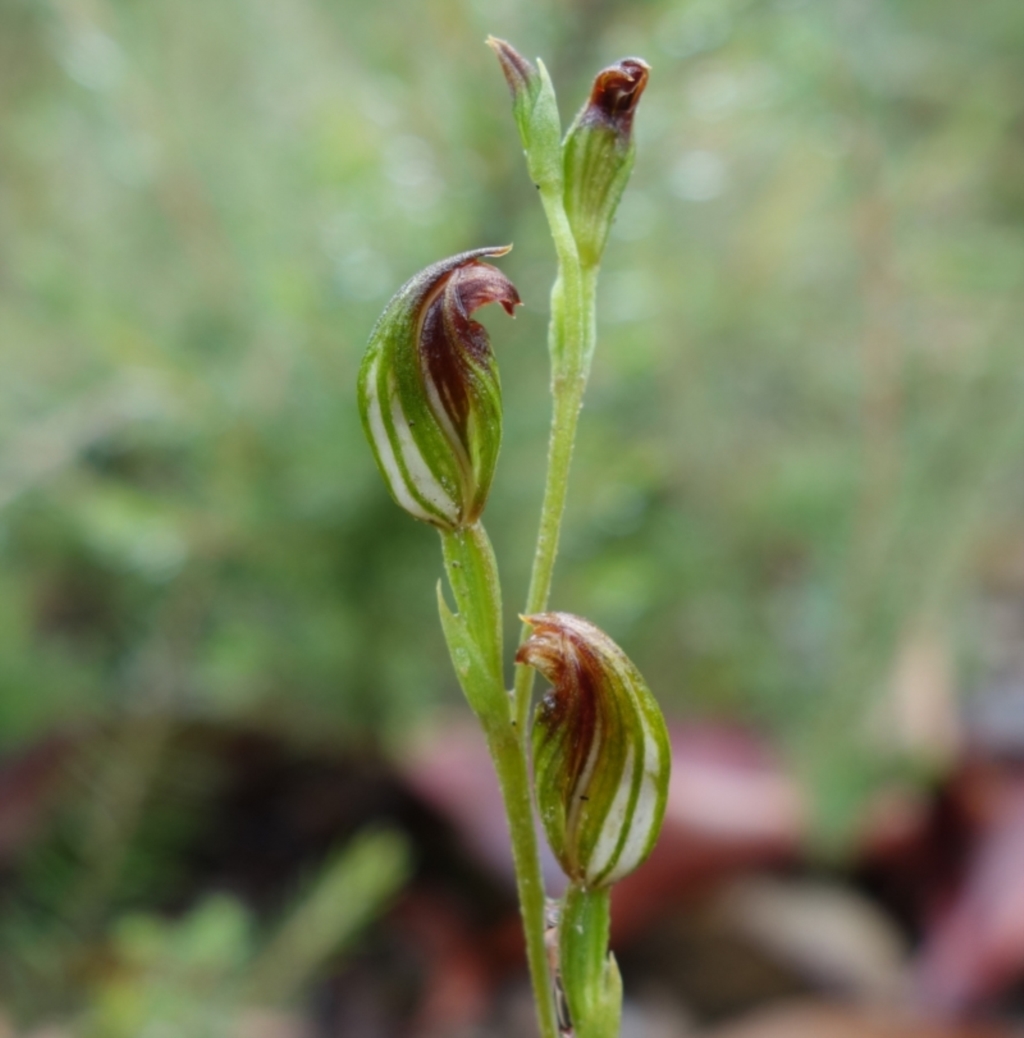 Speculantha furva at Sassafras, NSW - 25 Feb 2022