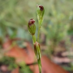 Speculantha furva at Sassafras, NSW - suppressed