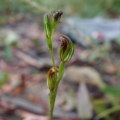 Pterostylis furva at Sassafras, NSW - 25 Feb 2022