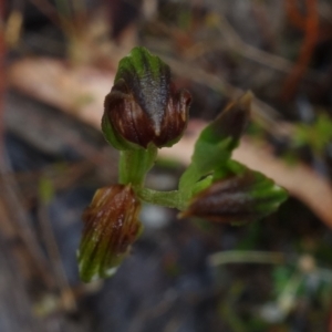 Speculantha furva at Sassafras, NSW - suppressed