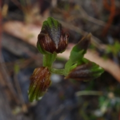 Pterostylis furva at Sassafras, NSW - 25 Feb 2022