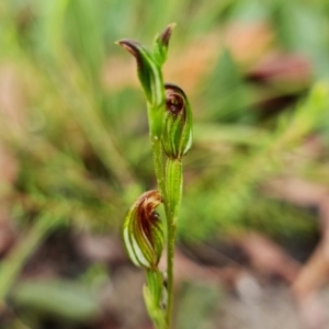 Speculantha furva at Sassafras, NSW - suppressed