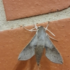 Hippotion scrofa (Coprosma Hawk Moth) at Lyneham, ACT - 27 Feb 2022 by belzie8