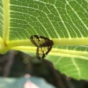 Scolypopa australis at Yarralumla, ACT - 27 Feb 2022