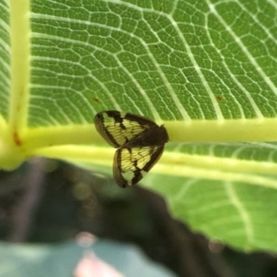 Scolypopa australis (Passionvine hopper, Fluffy bum) at Yarralumla, ACT - 27 Feb 2022 by Milobear