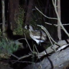 Burhinus grallarius (Bush Stone-curlew) at Throsby, ACT - 27 Feb 2022 by TomW