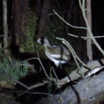 Burhinus grallarius (Bush Stone-curlew) at Mulligans Flat - 27 Feb 2022 by TomW