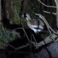 Burhinus grallarius at Throsby, ACT - 27 Feb 2022