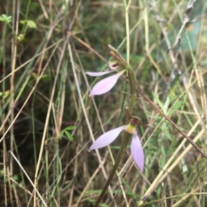 Eriochilus magenteus at Tennent, ACT - suppressed