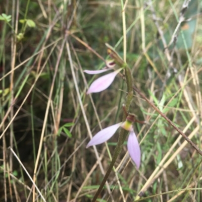 Eriochilus magenteus (Magenta Autumn Orchid) at Namadgi National Park - 27 Feb 2022 by dgb900
