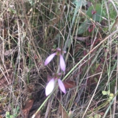 Eriochilus magenteus at Tennent, ACT - 27 Feb 2022