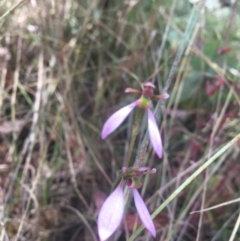 Eriochilus magenteus at Tennent, ACT - 27 Feb 2022