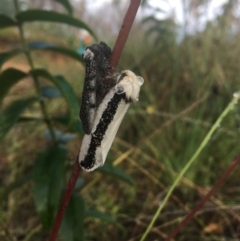 Oenosandra boisduvalii (Boisduval's Autumn Moth) at Tennent, ACT - 26 Feb 2022 by dgb900