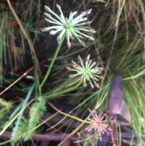 Oreomyrrhis eriopoda at Tennent, ACT - 27 Feb 2022