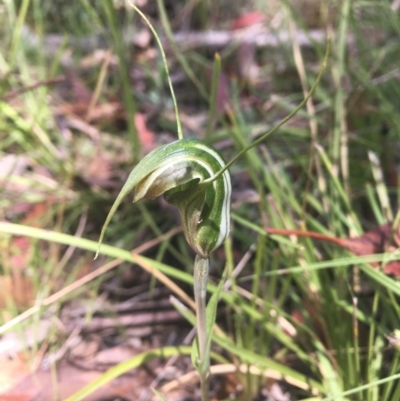 Diplodium sp. (A Greenhood) at Namadgi National Park - 27 Feb 2022 by dgb900