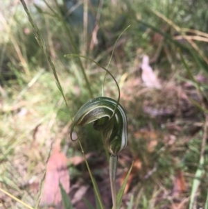 Diplodium sp. at Tennent, ACT - 27 Feb 2022