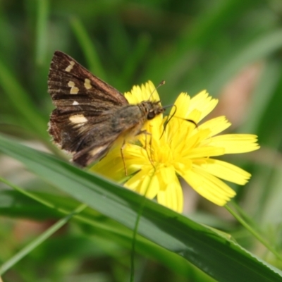 Dispar compacta (Barred Skipper) at QPRC LGA - 27 Feb 2022 by LisaH