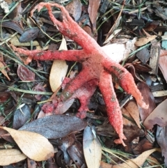 Unidentified Stinkhorn, radiating arms atop a stem at Marlo, VIC - 26 Feb 2022 by drakes