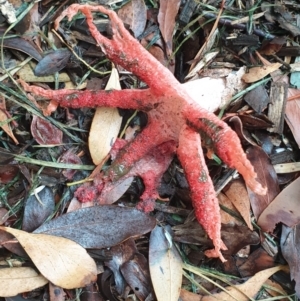 Clathrus archeri at Marlo, VIC - 26 Feb 2022