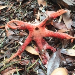 Clathrus archeri at Marlo, VIC - suppressed