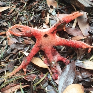 Clathrus archeri at Marlo, VIC - 26 Feb 2022