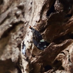 Porismus strigatus at Mongarlowe, NSW - 27 Feb 2022