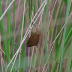 Lepidoptera unclassified ADULT moth (Unidentified - Moth) at Mongarlowe River - 27 Feb 2022 by LisaH