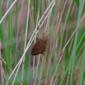 Lepidoptera unclassified ADULT moth at Mongarlowe, NSW - 27 Feb 2022