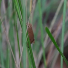 Lepidoptera unclassified ADULT moth at Mongarlowe, NSW - 27 Feb 2022