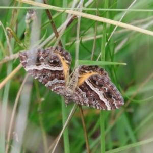 Chrysolarentia vicissata at Mongarlowe, NSW - 27 Feb 2022