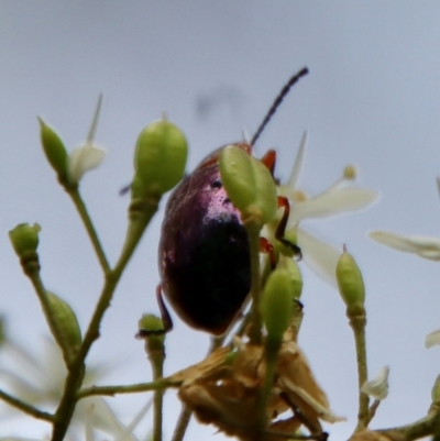 Lamprolina (genus) (Pittosporum leaf beetle) at Mongarlowe River - 27 Feb 2022 by LisaH