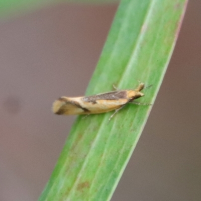 Thema chlorochyta (A Concealer moth) at Mongarlowe River - 27 Feb 2022 by LisaH