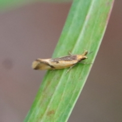 Thema chlorochyta (A Concealer moth) at Mongarlowe River - 27 Feb 2022 by LisaH