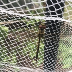 Unidentified Dragonfly (Anisoptera) (TBC) at Campbell, ACT - 27 Feb 2022 by Crash