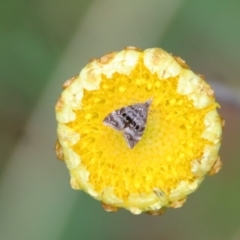 Choreutidae (family) (Metalmark Moths) at Mongarlowe River - 27 Feb 2022 by LisaH