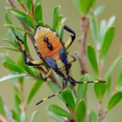 Amorbus (genus) (Eucalyptus Tip bug) at Mongarlowe River - 27 Feb 2022 by LisaH