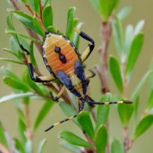 Amorbus sp. (genus) at Mongarlowe, NSW - 27 Feb 2022