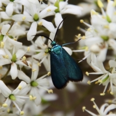 Pollanisus viridipulverulenta (Satin-green Forester) at Mongarlowe River - 27 Feb 2022 by LisaH